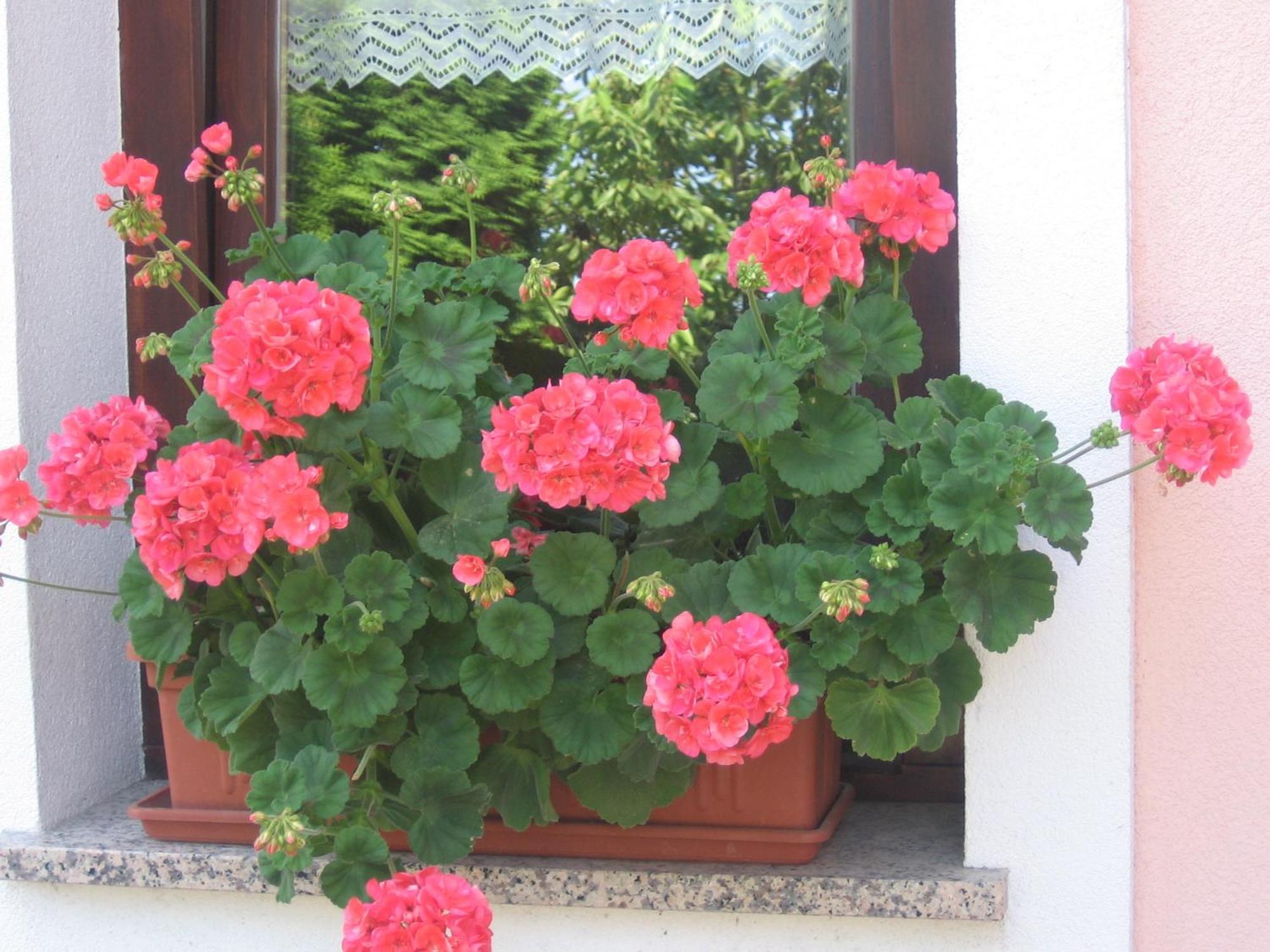 Villa Tourist Farm Pri Martinovih Krška Vas Esterno foto