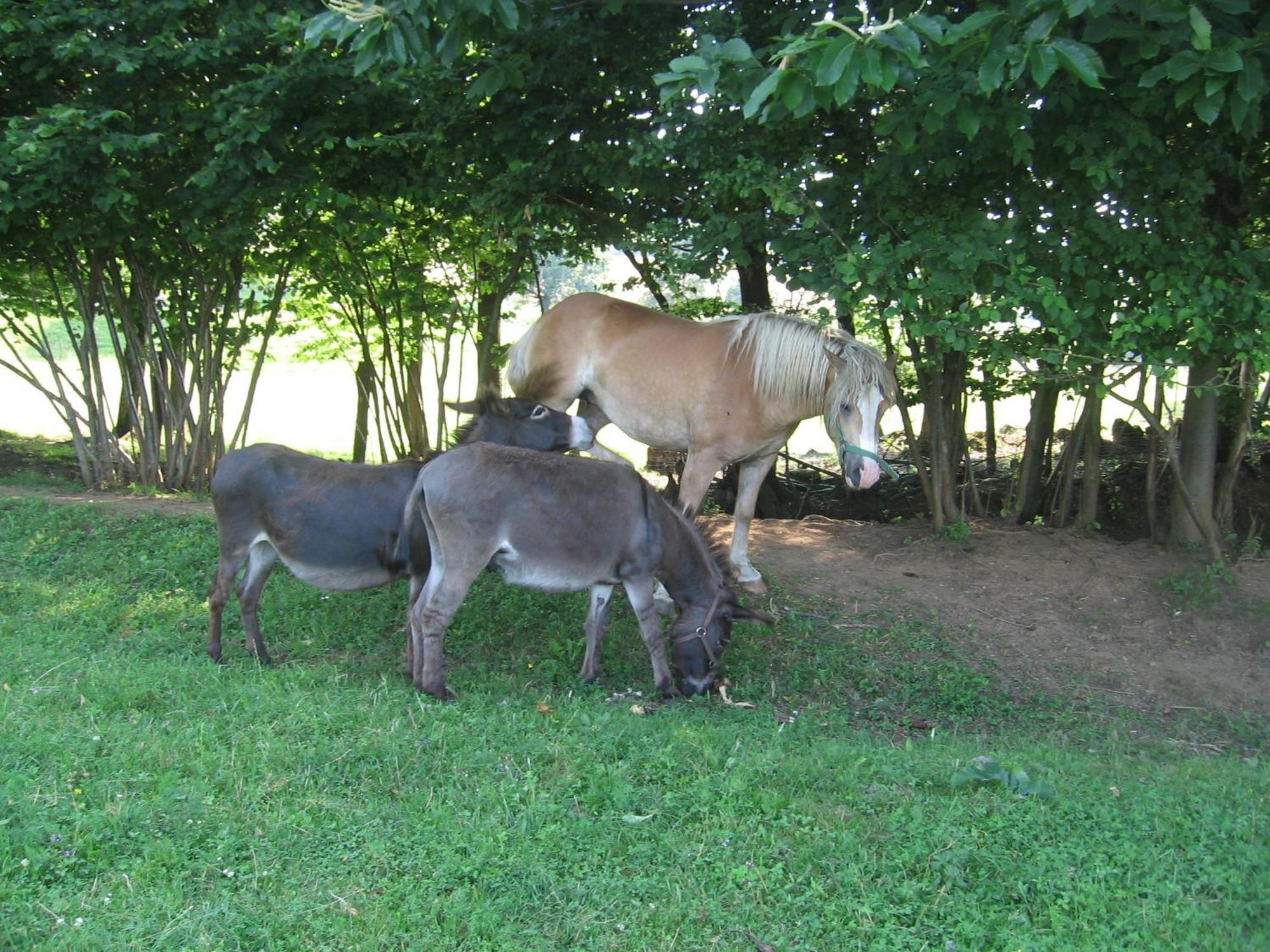 Villa Tourist Farm Pri Martinovih Krška Vas Esterno foto