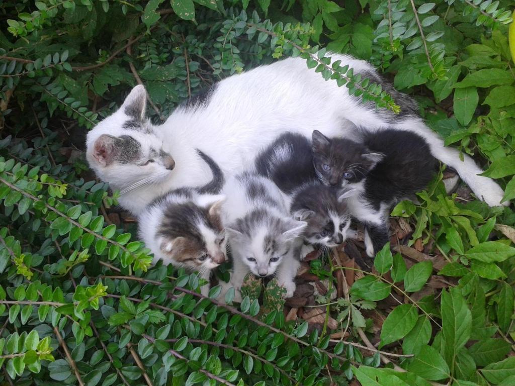 Villa Tourist Farm Pri Martinovih Krška Vas Esterno foto