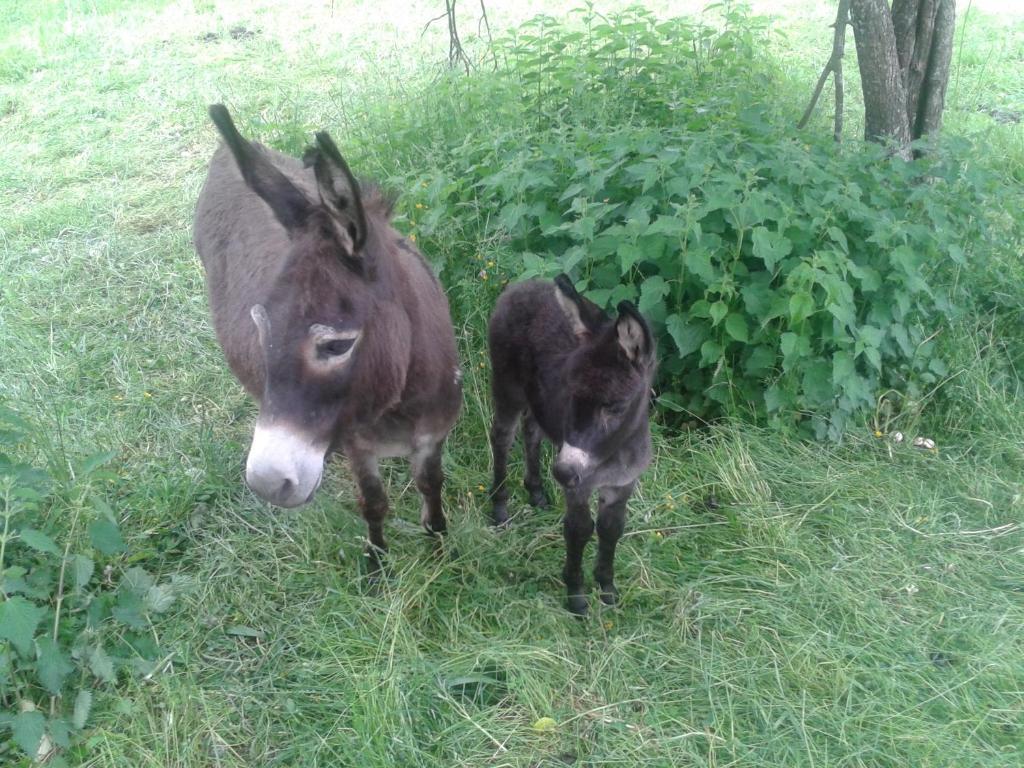 Villa Tourist Farm Pri Martinovih Krška Vas Esterno foto